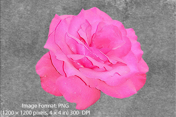 Beautiful Rose Flower PNG Image-1